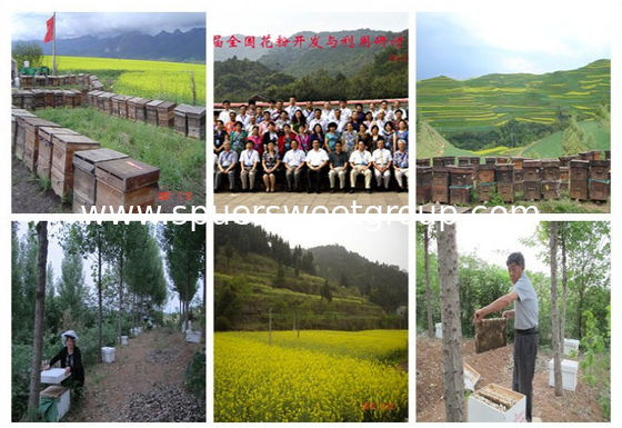 Rape Bee Pollen Premium 100 Natural Organic Food Grade Granules Pure Unprocessed Raw Rape Bee Pollen Rape Bee Pollen