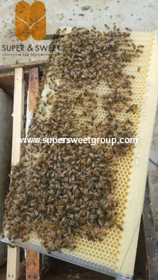 China manufacturer supply high quality 7 flow frames honey hive