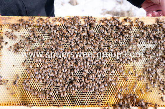 Raw Edible Honeycomb Natural Unfiltered Honey 100% Fresh Multiflower Bulk Organic Comb Honey with Whole Frame Wholesale Supplier