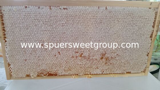Premium Raw Edible Square Beehive Honey Comb Natural Unfiltered Pure Wild Mountain Flower Honey 100% Original Wholesale