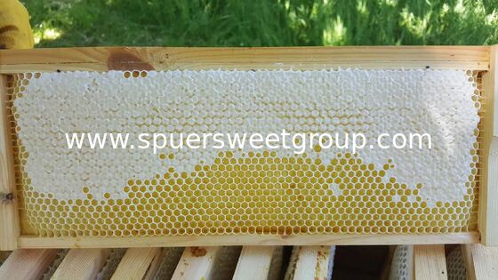High Quality 100% Pure Natural Raw Unfiltered Honey Honeycomb From Wild Flowers Bottle Packaging 2kg Whole Frame Beehive